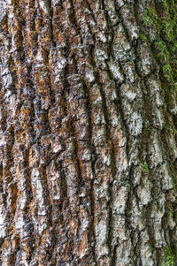 Full frame shot of tree trunk