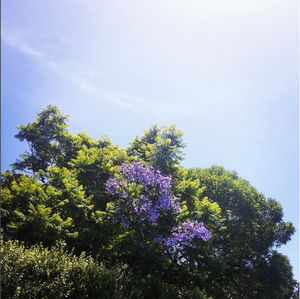 Low angle view of flowers against blue sky