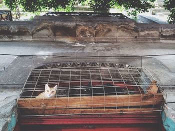 Cat relaxing on wall