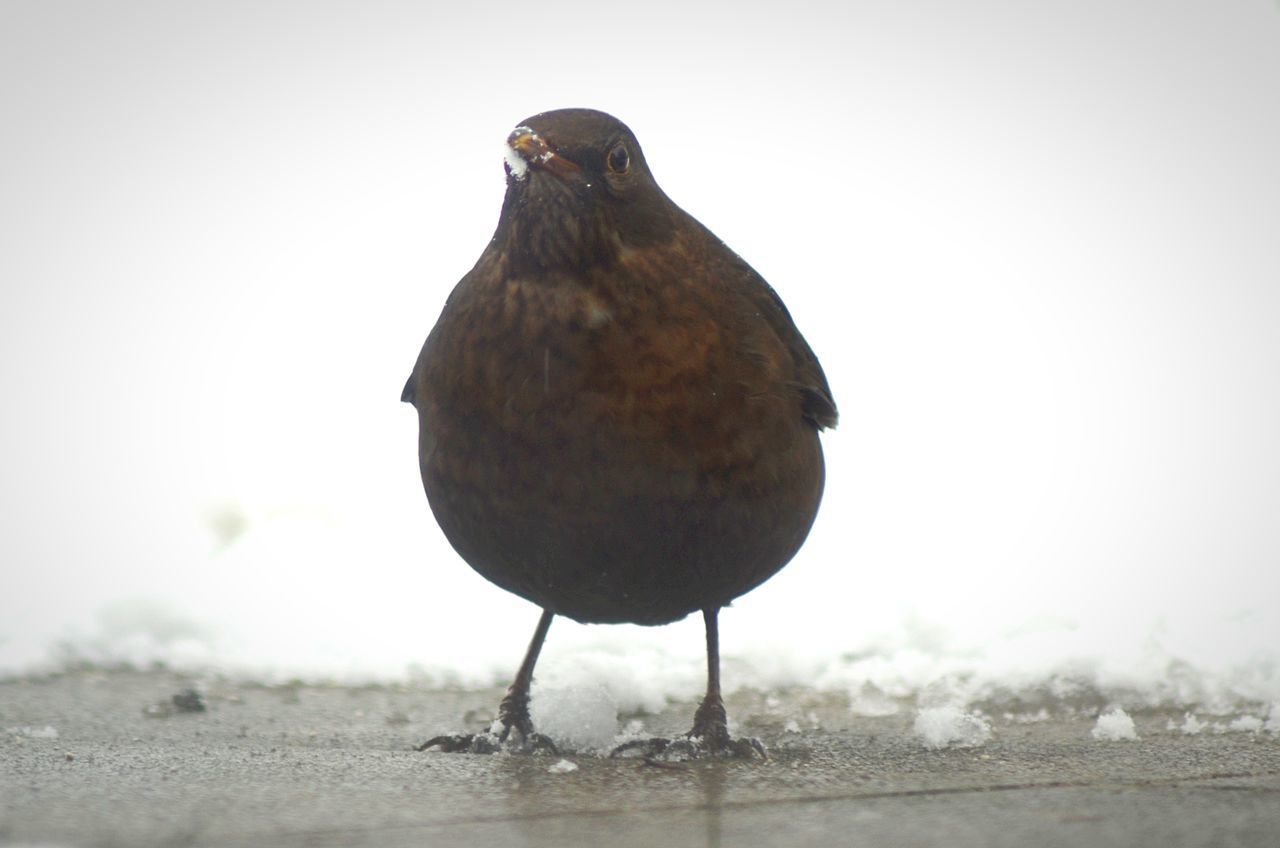 CLOSE-UP OF A BIRD PERCHING ON THE SKY