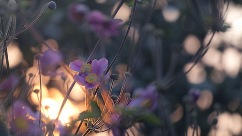 Close-up of purple flowering plant