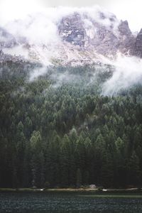 Scenic view of lake against trees in forest