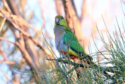 Low angle view of bird perching on branch