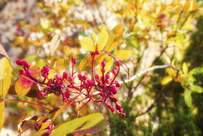 Close-up of yellow flowers blooming outdoors