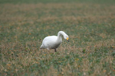 White bird on field