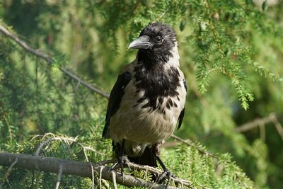 Close-up of bird perching on leaf