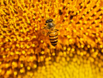 Close-up of bee on yellow flower