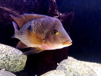 Fish swimming in sea