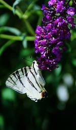 Close-up of butterfly pollinating on purple flower