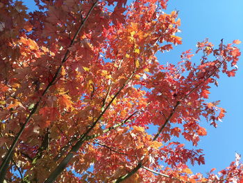 Low angle view of trees against sky