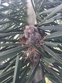 Close-up of nest on tree