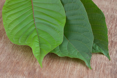 High angle view of leaves on plant