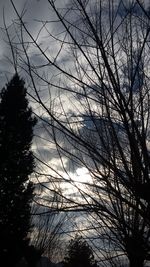 Low angle view of silhouette trees against sky