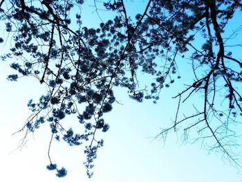 Low angle view of bare tree against blue sky