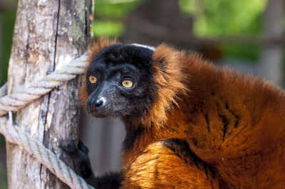 Close-up of monkey looking away