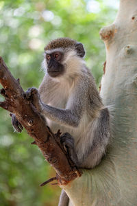 Close-up of fresh sitting on tree trunk