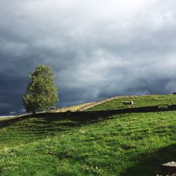 Trees on grassy landscape against cloudy sky