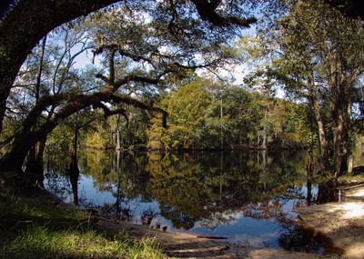 Reflection of trees in lake