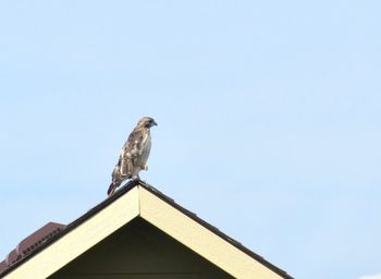 Low angle view of seagull perching on roof against building