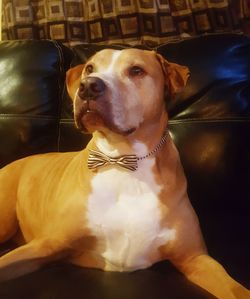 Close-up of dog sitting on car