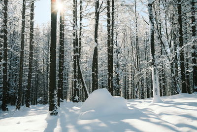 Snow covered land and trees in forest