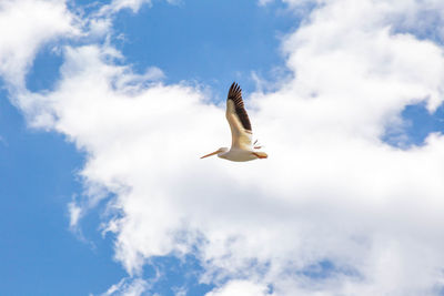 Low angle view of seagull flying