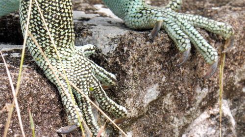 Close-up iguana paw
