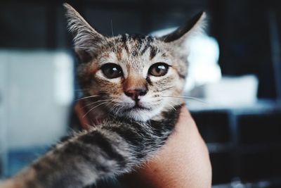 Close-up portrait of cat by hand