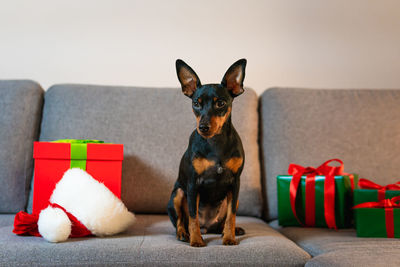 Portrait of dog sitting on sofa at home