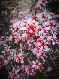 Close-up of pink flowers blooming outdoors
