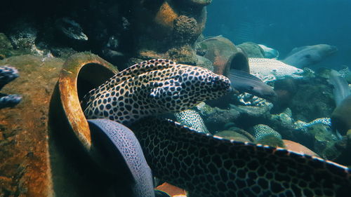 Close-up of fish swimming in aquarium