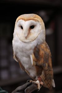 Close-up of barn owl