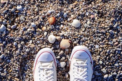 High angle view of seashells on beach