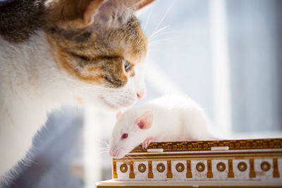 Domestic cat meeting white rat
