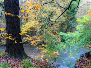 Trees growing in forest during autumn