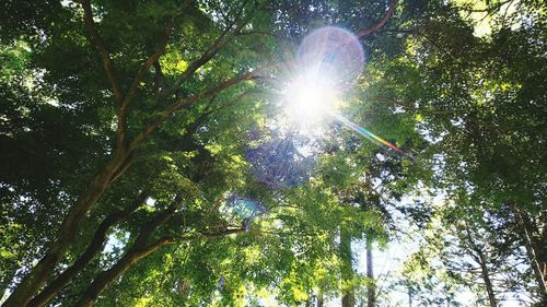 Low angle view of sunlight streaming through tree