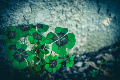 Close-up of green flowering plant