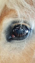 Close-up portrait of animal eye