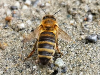 Close-up of bee on rock