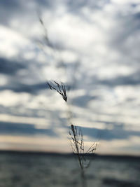 Butterfly flying over sea against sky