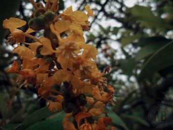 Close-up of fresh flowers on tree