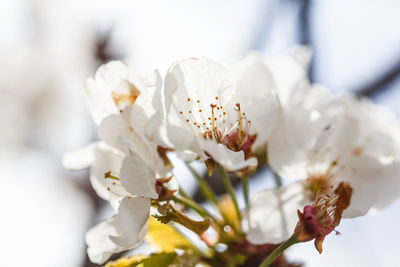 Close-up of white cherry blossom