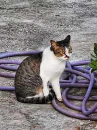 Portrait of a cat