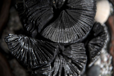 Close-up of mushroom growing on tree