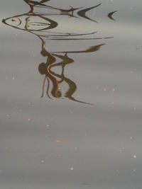 High angle view of leaf floating on water