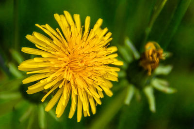 Close-up of yellow flowering plant