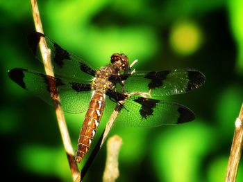 Close-up of dragonfly on plant