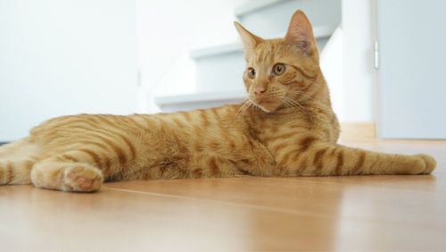 Cat sitting on table