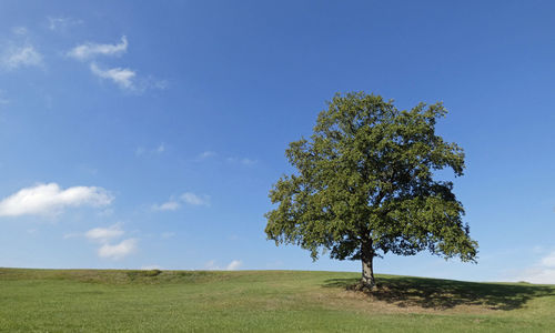 The old oak in late summer 2020