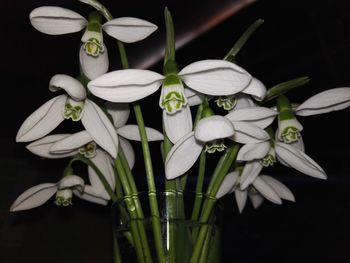 Close-up of white flowers blooming against black background